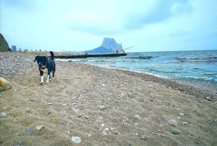 Bucht von Les Urques - Hunde