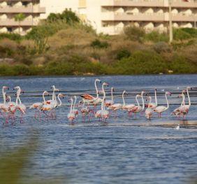 Las Salinas de Calp, un Paraíso Para el Avistamiento de Aves Las Salinas de Calp, un Paraíso Para el Avistamiento de Aves