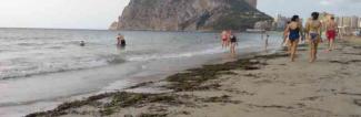 Calp mantiene los restos de pradera de posidonia en sus playas en cumplimiento del decreto del Consell